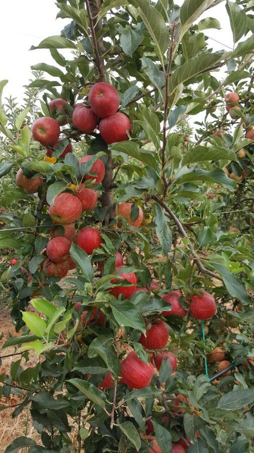 למאגו Quinta Do Acipreste מראה חיצוני תמונה